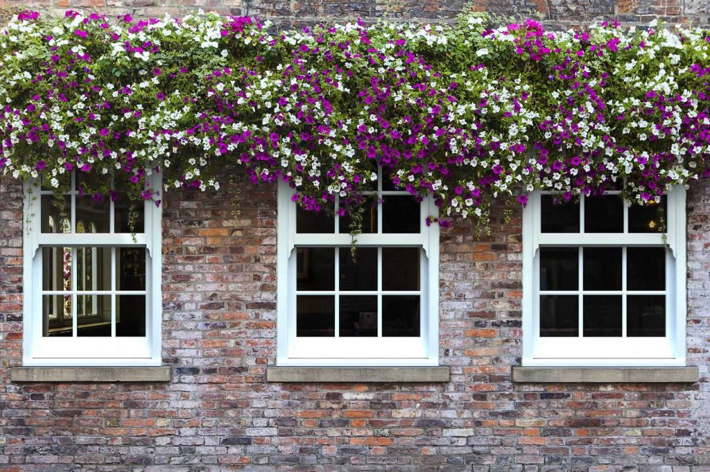 White vertical sliding windows on a brick house overhung with colourful flowers.